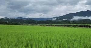 【紅(hóng)網時(shí)刻】蔣珍鳳：參與起草(cǎo)修訂稻米“國(guó)标”，領跑行(xíng)業(yè)做(zuò)百年(nián)品牌